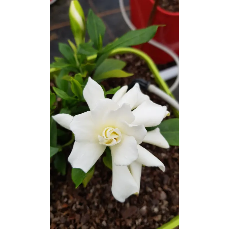 Gardenia x Celestial StarÂ® 'PS-2013-4' / Gardenia rustique Ã  fleurs doubles