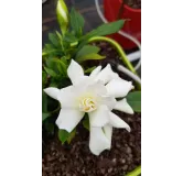 Gardenia x Celestial StarÂ® 'PS-2013-4' / Gardenia rustique Ã  fleurs doubles