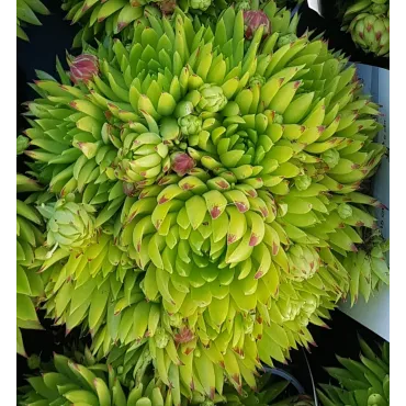 Sempervivum chick charms Â® 'Key Lime Kiss' / Joubarbe Ã  rosette vert fluo