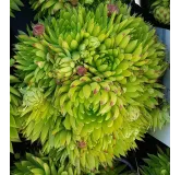 Sempervivum chick charms Â® 'Key Lime Kiss' / Joubarbe Ã  rosette vert fluo