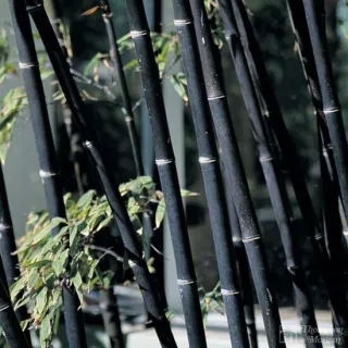 Phyllostachys nigra - pot 5 ltr