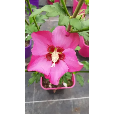 Hibiscus syriacus Pink GiantÂ® 'Flogi' / AlthÃ©a rose Ã  coeur rouge