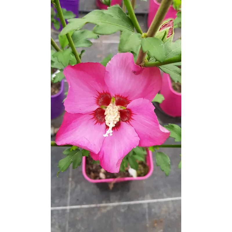 Hibiscus syriacus Pink GiantÂ® 'Flogi' / AlthÃ©a rose Ã  coeur rouge