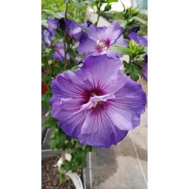 Hibiscus syriacus UltramarineÂ® II / AlthÃ©a bleu lavande au cÅ“ur pourprÃ©