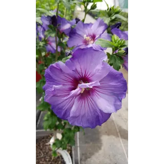 Hibiscus syriacus UltramarineÂ® II / AlthÃ©a bleu lavande au cÅ“ur pourprÃ©