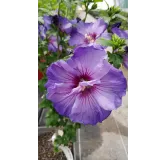 Hibiscus syriacus UltramarineÂ® II / AlthÃ©a bleu lavande au cÅ“ur pourprÃ©