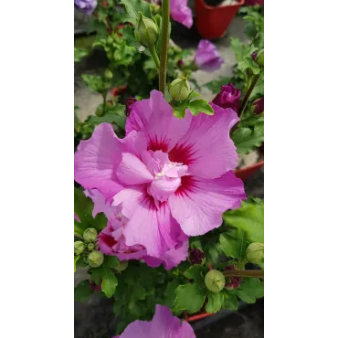 Hibiscus syriacus EruptionÂ® 'Mineru'/ AlthÃ©a rose violacÃ©