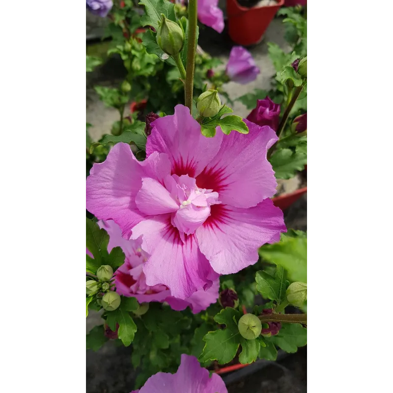 Hibiscus syriacus EruptionÂ® 'Mineru'/ AlthÃ©a rose violacÃ©