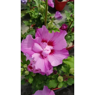 Hibiscus syriacus EruptionÂ® 'Mineru'/ AlthÃ©a rose violacÃ©