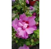 Hibiscus syriacus EruptionÂ® 'Mineru'/ AlthÃ©a rose violacÃ©