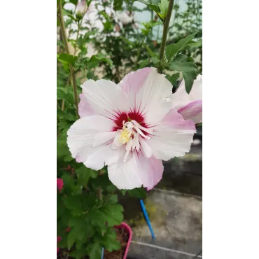 Hibiscus syriacus Pinky SpotÂ® 'Minspot'/ AlthÃ©a blanches lavÃ©es d'un rose lavande