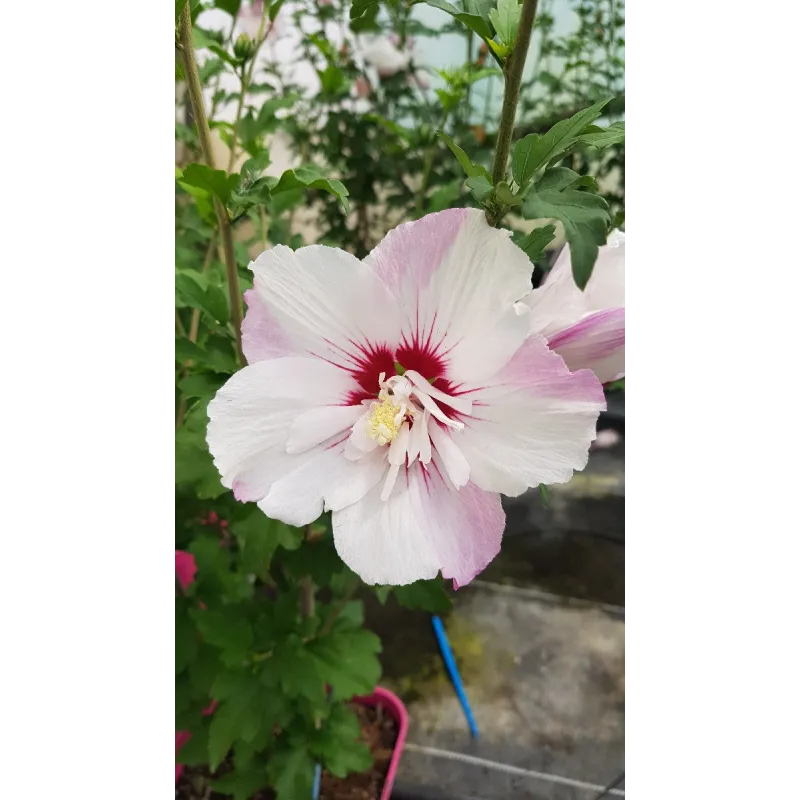 Hibiscus syriacus Pinky SpotÂ® 'Minspot'/ AlthÃ©a blanches lavÃ©es d'un rose lavande