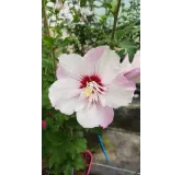 Hibiscus syriacus Pinky SpotÂ® 'Minspot'/ AlthÃ©a blanches lavÃ©es d'un rose lavande