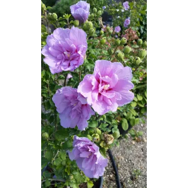 Hibiscus syriacus Lavander ChiffonÂ® 'Notwoodone'/ AlthÃ©a mauve lavande