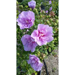 Hibiscus syriacus Lavander ChiffonÂ® 'Notwoodone'/ AlthÃ©a mauve lavande