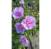 Hibiscus syriacus Lavander ChiffonÂ® 'Notwoodone'/ AlthÃ©a mauve lavande