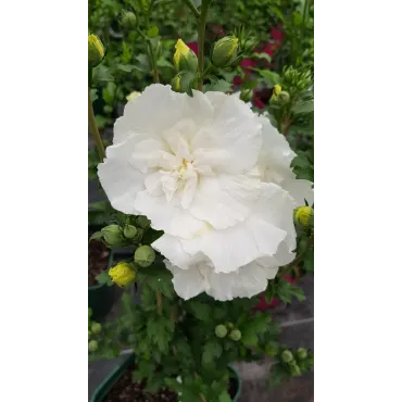 Hibiscus syriacus White ChiffonÂ® 'Notwoodtwo'/ AlthÃ©a blanche crÃ¨me