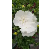 Hibiscus syriacus White ChiffonÂ® 'Notwoodtwo'/ AlthÃ©a blanche crÃ¨me