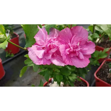 Hibiscus syriacus Magenta ChiffonÂ® 'RWOODS5'/ AlthÃ©a magenta rosÃ©