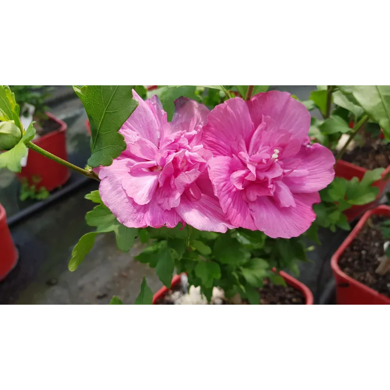 Hibiscus syriacus Magenta ChiffonÂ® 'RWOODS5'/ AlthÃ©a magenta rosÃ©