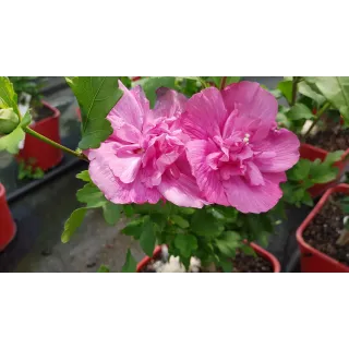 Hibiscus syriacus Magenta ChiffonÂ® 'RWOODS5'/ AlthÃ©a magenta rosÃ©