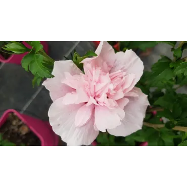 Hibiscus syriacus Pink ChiffonÂ® 'Jwnwood4'/ AlthÃ©a rose frais lÃ©gÃ¨rement veinÃ© de rouge