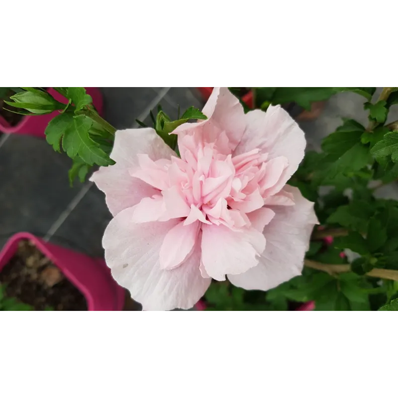 Hibiscus syriacus Pink ChiffonÂ® 'Jwnwood4'/ AlthÃ©a rose frais lÃ©gÃ¨rement veinÃ© de rouge