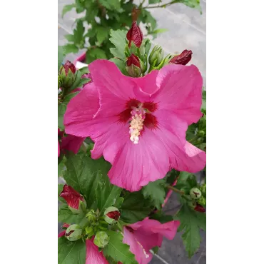 Hibiscus syriacus Sup'BridgeÂ® 'Minsyrou17'/ AlthÃ©a rouge foncÃ©