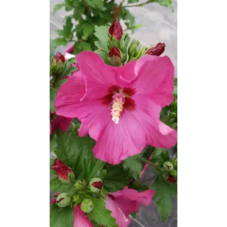 Hibiscus syriacus Sup'BridgeÂ® 'Minsyrou17'/ AlthÃ©a rouge foncÃ©