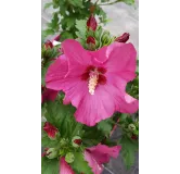 Hibiscus syriacus Sup'BridgeÂ® 'Minsyrou17'/ AlthÃ©a rouge foncÃ©