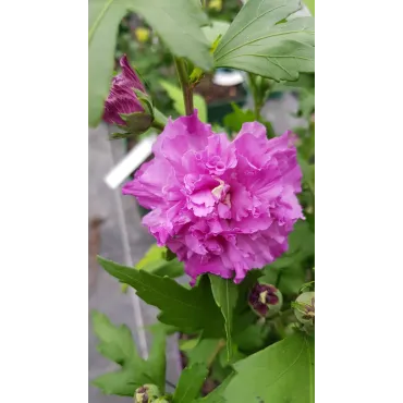 Hibiscus syriacus French CabaretÂ® Purple 'Mindouv5'/ AlthÃ©a bleu pourprÃ© en pompons