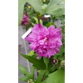 Hibiscus syriacus French CabaretÂ® Purple 'Mindouv5'/ AlthÃ©a bleu pourprÃ© en pompons