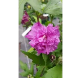 Hibiscus syriacus French CabaretÂ® Purple 'Mindouv5'/ AlthÃ©a bleu pourprÃ© en pompons