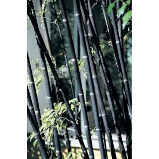 Phyllostachys nigra - pot 5 ltr