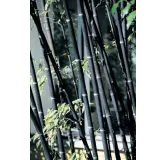 Phyllostachys nigra - pot 5 ltr