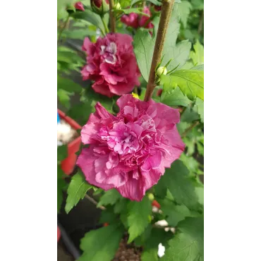 Hibiscus syriacus French CabaretÂ® Red 'Mindour1'/ AlthÃ©a rouge en pompons