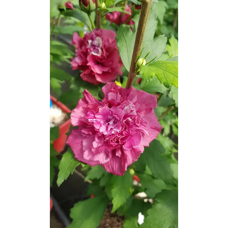 Hibiscus syriacus French CabaretÂ® Red 'Mindour1'/ AlthÃ©a rouge en pompons