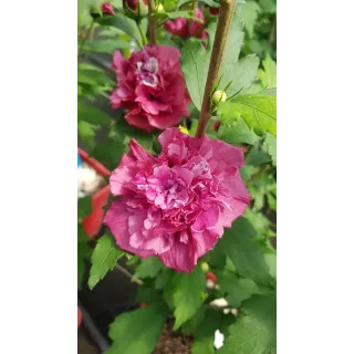 Hibiscus syriacus French CabaretÂ® Red 'Mindour1'/ AlthÃ©a rouge en pompons