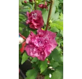 Hibiscus syriacus French CabaretÂ® Red 'Mindour1'/ AlthÃ©a rouge en pompons