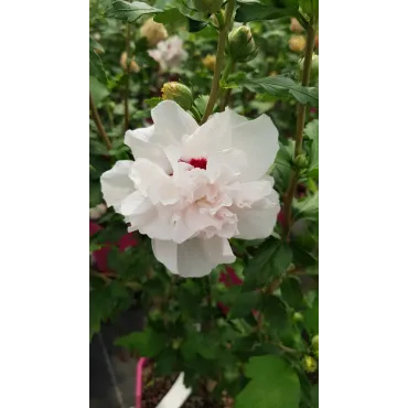 Hibiscus syriacus French CabaretÂ® Pastel 'Mindoub1'/ AlthÃ©a blanches tÃ¢chÃ©es de rose frais en pompons