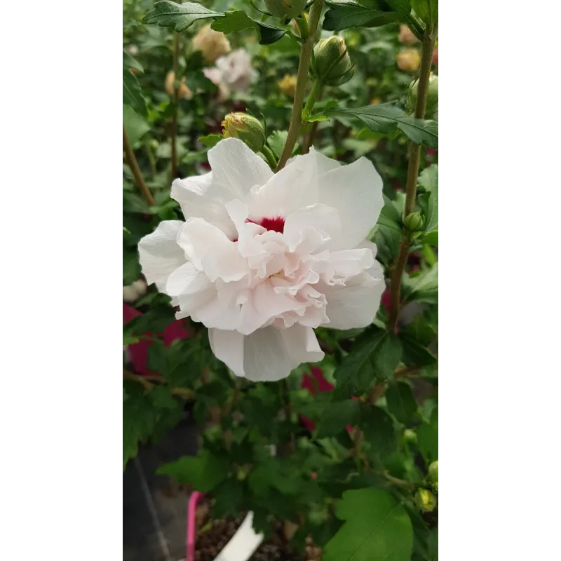 Hibiscus syriacus French CabaretÂ® Pastel 'Mindoub1'/ AlthÃ©a blanches tÃ¢chÃ©es de rose frais en pompons