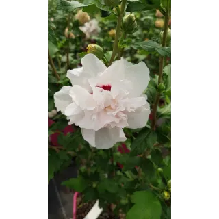 Hibiscus syriacus French CabaretÂ® Pastel 'Mindoub1'/ AlthÃ©a blanches tÃ¢chÃ©es de rose frais en pompons