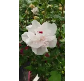 Hibiscus syriacus French CabaretÂ® Pastel 'Mindoub1'/ AlthÃ©a blanches tÃ¢chÃ©es de rose frais en pompons