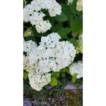 Hydrangea arborescens 'Annabelle' / Hortensia 'Annabelle'