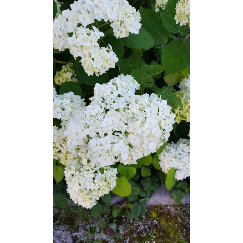 Hydrangea arborescens 'Annabelle' / Hortensia 'Annabelle'