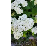 Hydrangea arborescens 'Annabelle' / Hortensia 'Annabelle'