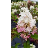 Hydrangea paniculata Vanille FraiseÂ® 'Renhy' / Hortensia paniculÃ© Vanille FraiseÂ® 'Renhy'