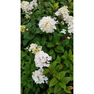 Hydrangea paniculata Sundae FraiseÂ® 'Rensun' / Hortensia paniculÃ© Sundae FraiseÂ® 'Rensun'