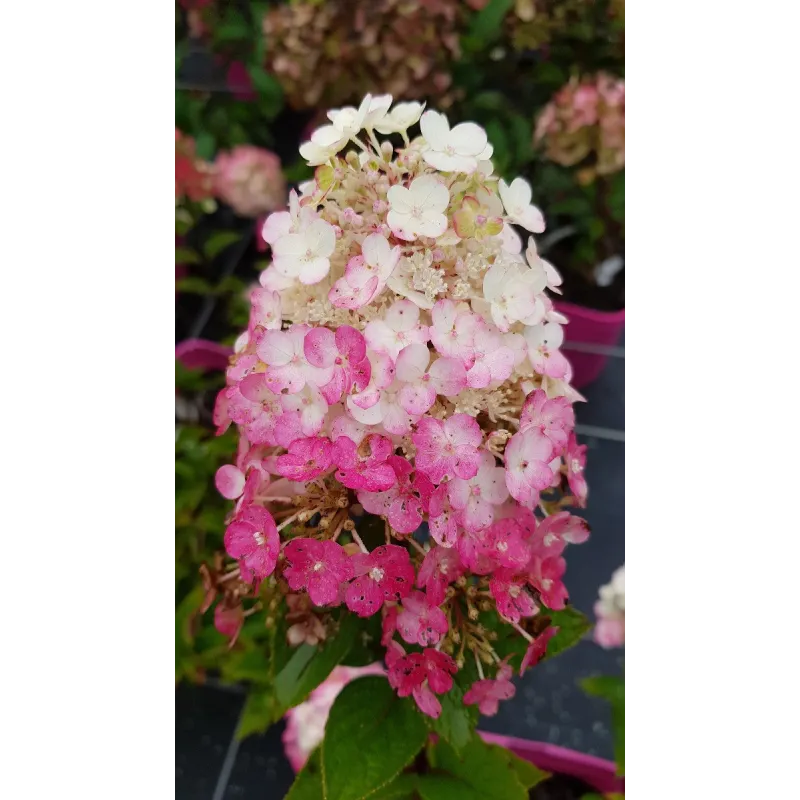 Hydrangea paniculata FramboisineÂ® 'Rensam' / Hortensia paniculÃ© FramboisineÂ® 'Rensam'