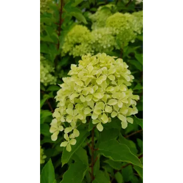 Hydrangea paniculata Romantic AceÂ® 'Renvagor' / Hortensia paniculÃ© Romantic AceÂ® 'Renvagor'